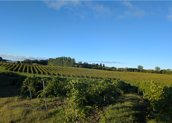 An elevated view of a vineyard. The vine rows are stretching over the hills.