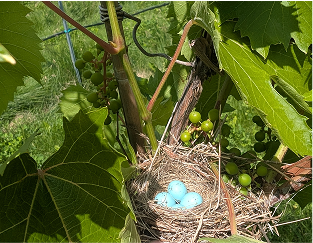 A birds nest with robin blue eggs sitting in the bottom of the nest. The nest is carefully woven into the shoots of a grape vine at Ashlee's vineyard. Highlights how nature can coexist with sustainably grown grape vines.