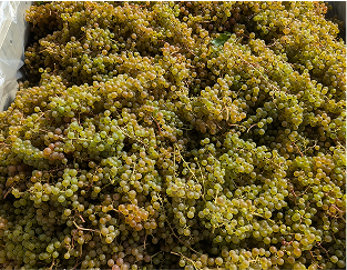 1000-pound capacity bin full of freshly harvested Itasca grapes. The bin is about 4 feet by 4 feet by 3 feet and the grapes are mounded up to the top.