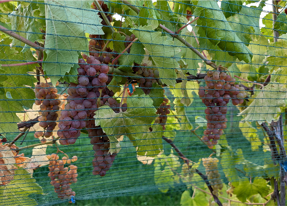 Ripe Itaska grapes growing on a vine. Highlights how stunning sustainably grown grapes can be.
